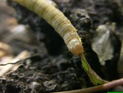 Caterpillar Stock Footage