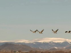 MS Greater sandhill cranes taking off from field / Boulder, Colorado, United States Stock Footage