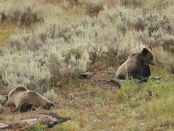 MS Shot of two grizzlies resting in sagebrush after feeding on moose carcass funny / Tetons, Wyoming, United States Stock Footage