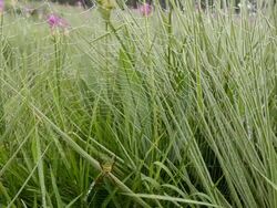 Spiders Stock Footage