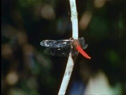 Dragonfly resting on branch in Indian rainforest Stock Footage