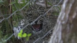 CLEAN : Lisbon Zoo reveals births of three Persian leopards News Clip