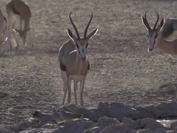 Group of springbok at waterhole Stock Footage