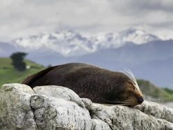 New Zealand Fur Seal Stock Footage