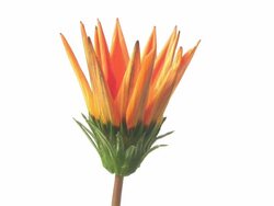 Flower Opening Time Lapse on white HD Stock Footage