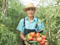 Farmer Picking Vegetables Stock Footage