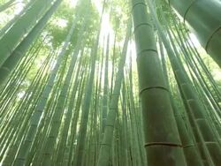 bamboo forest Stock Footage