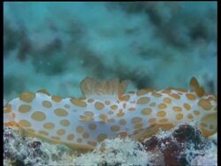 CU Sea Slug, Gymnodoris rubropapulosa,  white with orange knobbles, crawls past camera, side view, on reef, Mabul, Borneo, Malaysia Stock Footage
