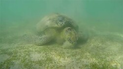 Green sea turtle on  Red Sea - Marsa Mubarak Stock Footage