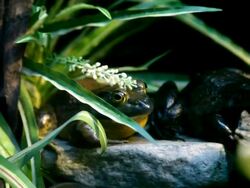 Hiding frogs Stock Footage