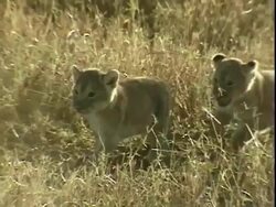 Lion cubs walking through grass Stock Footage