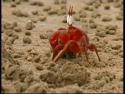Shore crab (Ocypode sp.) emerges from hole and throws ball of sand, South India Stock Footage