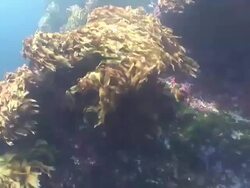 Kelp (order Laminariales) swaying in current, Poor Knights, New Zealand Stock Footage