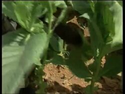 Hundreds of tobacco afficionados gather to pay homage to the world's finest cigars Instructional Video