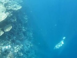 Free to explore ocean wonders Stock Footage