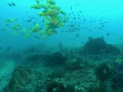 WS Shot along sea floor revealing various seaweed coral sponges and sea stars / Matola, Maputo, Mozambique Stock Footage