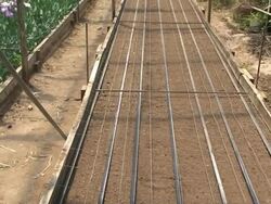 Lisianthus Flower Farm Stock Footage