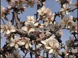 Almond farmers hope that bee populations remain healthy News Clip