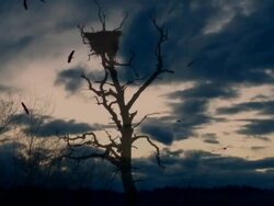 Stormy  tree Stock Footage