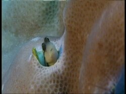 CU goby head appears out of hole in coral, Papua New Guinea , West New Britain Region Stock Footage