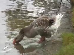 Big duck drinking water Stock Footage