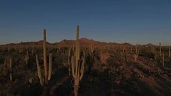 Sonoran desert aerial footage Stock Footage