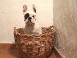 French bulldog in the basket Stock Footage