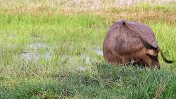 Buffalo asia Stock Footage