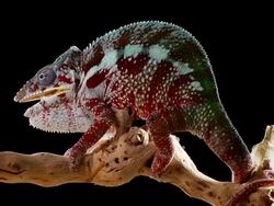 Chameleon on a Branch Stock Footage