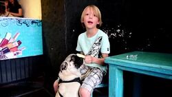 VOICED : En Ciudad de Mexico perros combaten el calor con helados News Clip