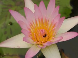 Bee on pink lotus flower. Stock Footage