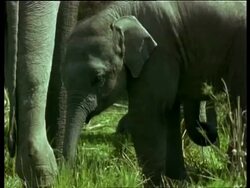 MCU baby Indian Elephant eating, amongst group, India Stock Footage