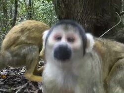 Monkeys Stock Footage