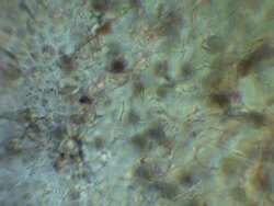 Toad (Bufo bufo) tadpole tail capillary network. Olympus S-Plan objective 20x objective, NFK 1.67 photoeyepiece. Stock Footage