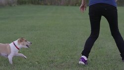 Learning New Tricks Stock Footage