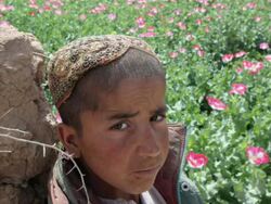 Afghanistan's Opium War: Part 1 at the Afghanistan's Opium War at Los Angeles CA Stock Footage