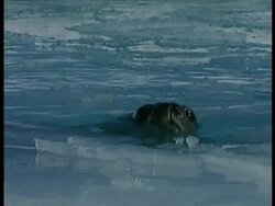 CU Weddell Seal, Leptonychotes weddellii, poking head out of water, Antarctica Stock Footage