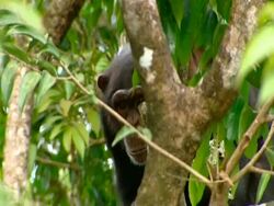 MS of smaller chimp in tree, peering from behind branch Stock Footage