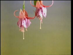 T/L flower - CU two buds opening to pink Fuchsias then wilting, pale background Stock Footage