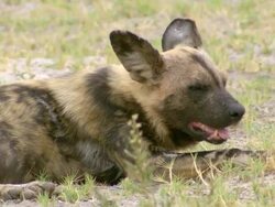 CU Shot of African wild dog resting in short grass / Okavango Delta, North West District, Botswana Stock Footage