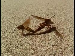 MS pair Cicada killer wasps, Sphecius speciosus mating, then take off, USA Stock Footage