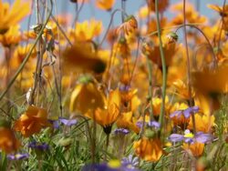 MS Shot of Orange Namaqualand daisies and common felicia buffeted by the wind / Namaqualand, Northern Cape, South Africa Stock Footage