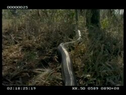 MCU Python slithers to/under camera, through grass, skin glistening in sun Stock Footage