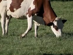 cow group Stock Footage