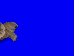 Creeping Turtle Stock Footage