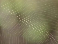 CU Shot of Spider web with web strands glistening / Namaqualand, Northern Cape, South Africa Stock Footage