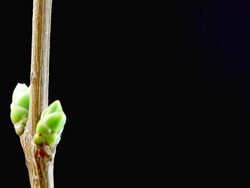 Growing leafs - copy space, time lapse Stock Footage