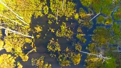 Aerial View. Flying over the forest swamps. Stock Footage