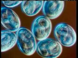 CU microscopic view of Ascaris Nematode eggs, worms moving around inside eggs Stock Footage