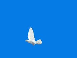 White Dove Crossing Frame (Super Slow Motion) Stock Footage